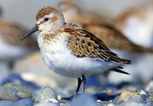 Photo of Calidris mauri by Ted Ardley